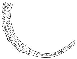 Campylopus clavatus, cross-section of mid laminal cells with costa. Drawn from A.J. Fife 6327, CHR 103424.
 Image: R.C. Wagstaff © Landcare Research 2018 